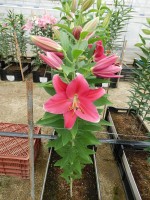 [5661 VZ W08 0194-01 No01.JPG]